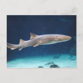 Shark Postcard Postkarte (Vorderseite)