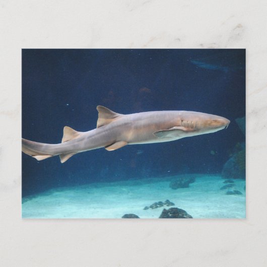 Shark Postcard Postkarte (Vorderseite)