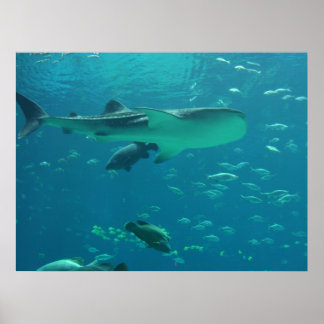 Shark Reef Poster