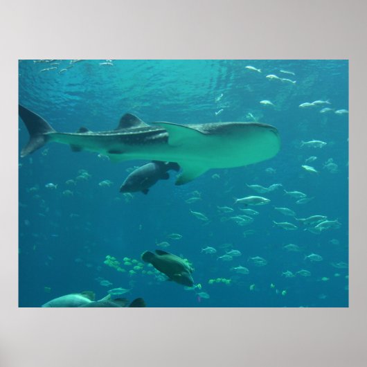 Shark Reef Poster (Vorne)