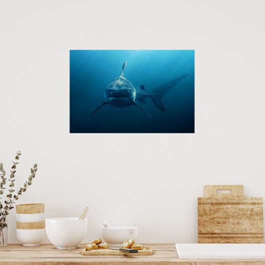 Shark under water poster (Küche)