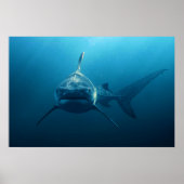 Shark under water poster (Vorne)