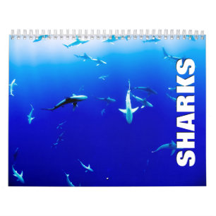 Sharks 2022 Wall Calendar Kalender