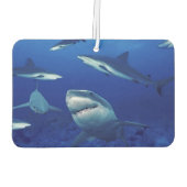 Sharks Air Freshener Autolufterfrischer (Rückseite)