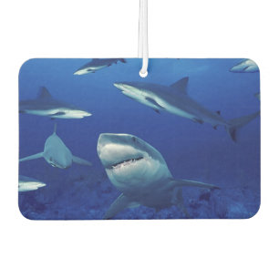 Sharks Air Freshener Autolufterfrischer