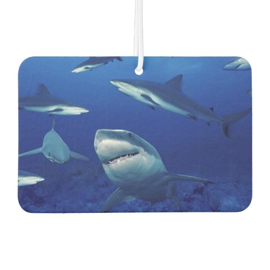 Sharks Air Freshener Autolufterfrischer (Vorderseite)