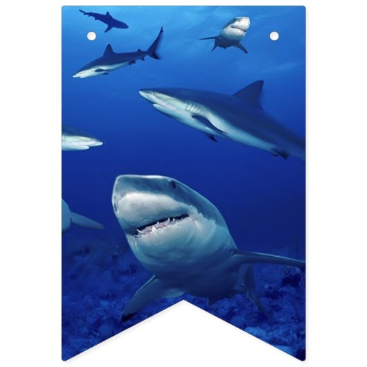 Sharks Banner Flags (Dritte Fahne)
