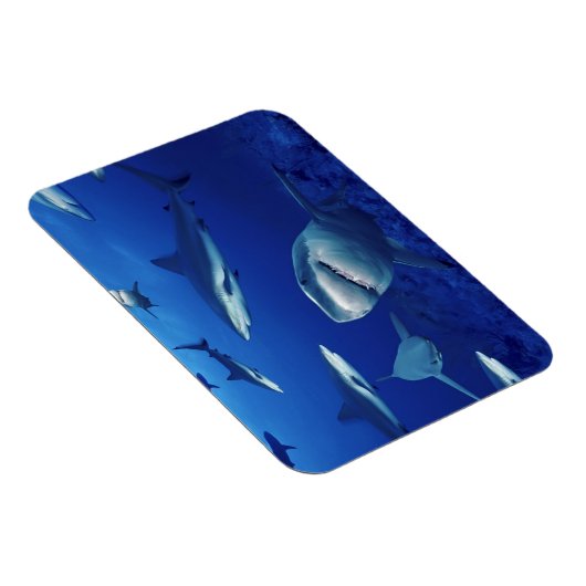 Sharks Magnet (Rechte Seite)
