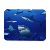 Sharks Magnet (Horizontal)