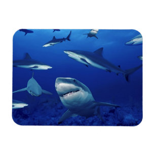 Sharks Magnet