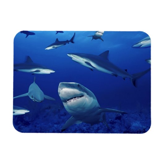 Sharks Magnet (Horizontal)