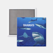 Sharks Magnet (Vorderseite/Rückseite)