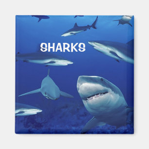 Sharks Magnet