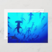 Sharks Postkarte (Vorne/Hinten)