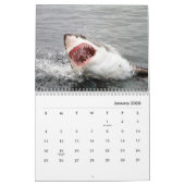 Sharks Wall Calendar Kalender (Jan 2026)