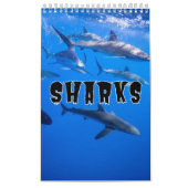 Sharksammlung Showcase Wall Kalender (Titelbild)