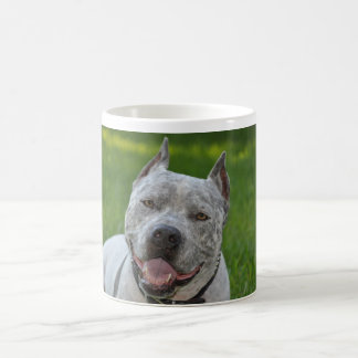 sharky pitbull guter Morgen der Tasse des