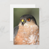 Sharp Shinned Hawk Blank Notecard RSVP Karte (Vorne/Hinten)