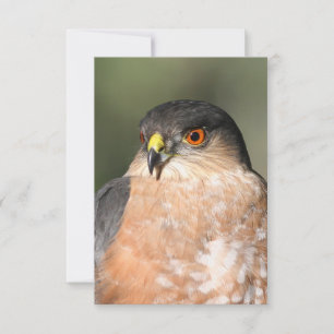 Sharp Shinned Hawk Blank Notecard RSVP Karte