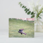 Sharp-Shinned Hawk im Flug Postkarte (Stehend Vorderseite)