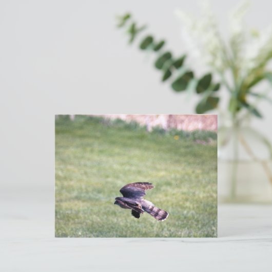 Sharp-Shinned Hawk im Flug Postkarte (Stehend Vorderseite)