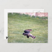 Sharp-Shinned Hawk im Flug Postkarte (Vorne/Hinten)