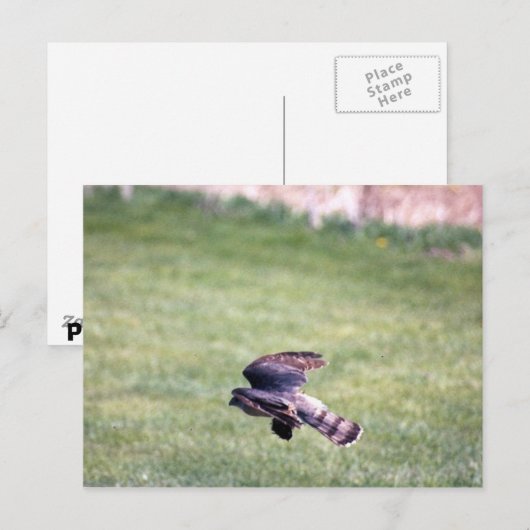 Sharp-Shinned Hawk im Flug Postkarte (Vorne/Hinten)