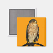 Sharp-Shinned Hawk Magnet (Vorderseite/Rückseite)