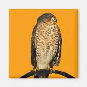Sharp-Shinned Hawk Magnet (Vorne)