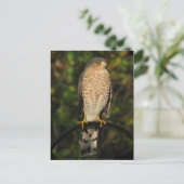 Sharp-Shinned Hawk Postkarte (Stehend Vorderseite)