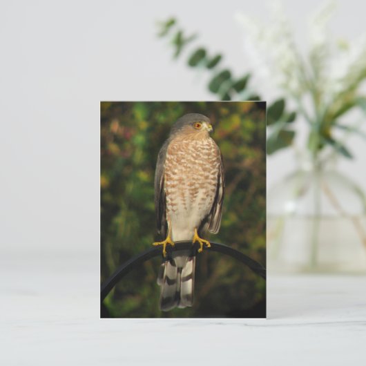Sharp-Shinned Hawk Postkarte (Stehend Vorderseite)