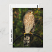 Sharp-Shinned Hawk Postkarte (Vorne/Hinten)