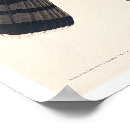 Sharp-shinned Hawk von Audubon Poster (Ecke)