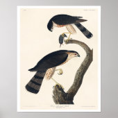 Sharp-shinned Hawk von Audubon Poster (Vorne)