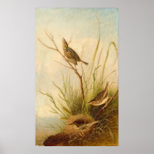 Sharp-Tail Finch, Joseph B. Kidd Fine Art Poster