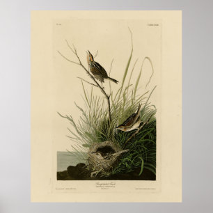 Sharp-tailed Finch from Audubon's Birds of America Poster