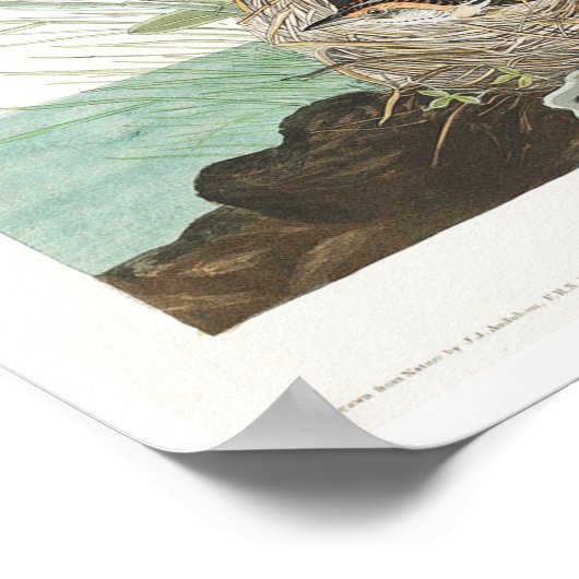 Sharp-Tailfinch von Audubon Poster (Ecke)