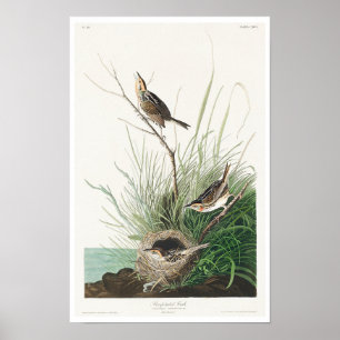 Sharp-Tailfinch von Audubon Poster