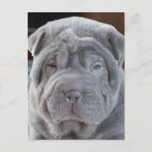 Sharpei Puppy Postkarte (Vorderseite)