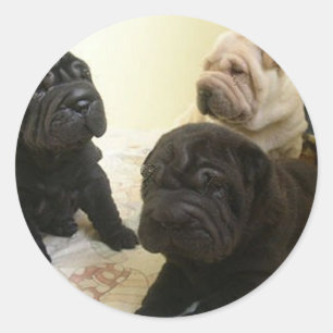 Sharpei_pups_black_and_creme Runder Aufkleber