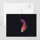 Sharpfin Seebarsch 2 Postkarte (Vorne/Hinten)