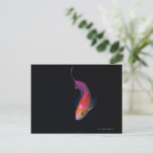 Sharpfin Seebarsch 2 Postkarte (Stehend Vorderseite)