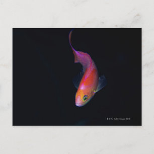 Sharpfin Seebarsch 2 Postkarte