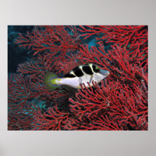 Sharpnose Puffer in der Koralle Poster