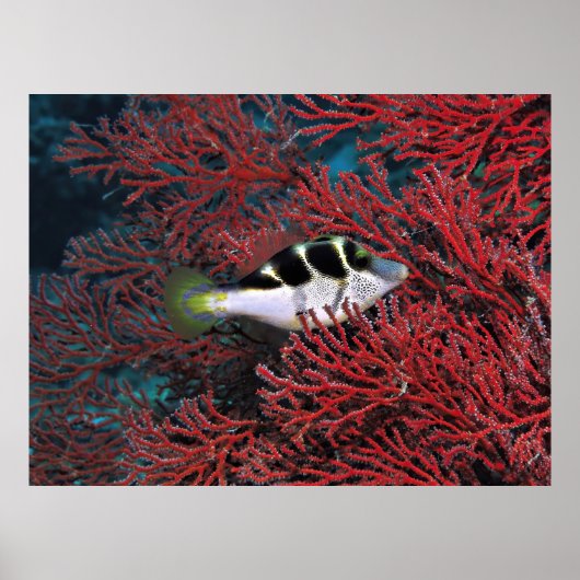 Sharpnose Puffer in der Koralle Poster (Vorne)