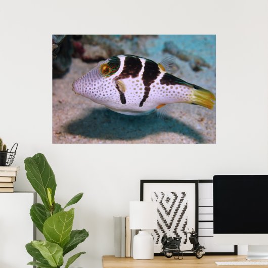 Sharpnose Puffer Poster (Heimbüro)