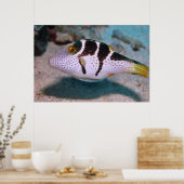Sharpnose Puffer Poster (Küche)