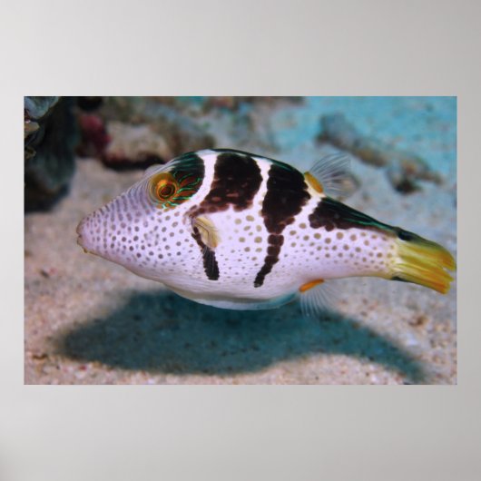 Sharpnose Puffer Poster (Vorne)