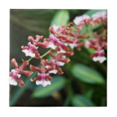Sharry Baby Oncidium Fliese (Vorderseite)
