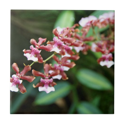Sharry Baby Oncidium Fliese (Vorderseite)